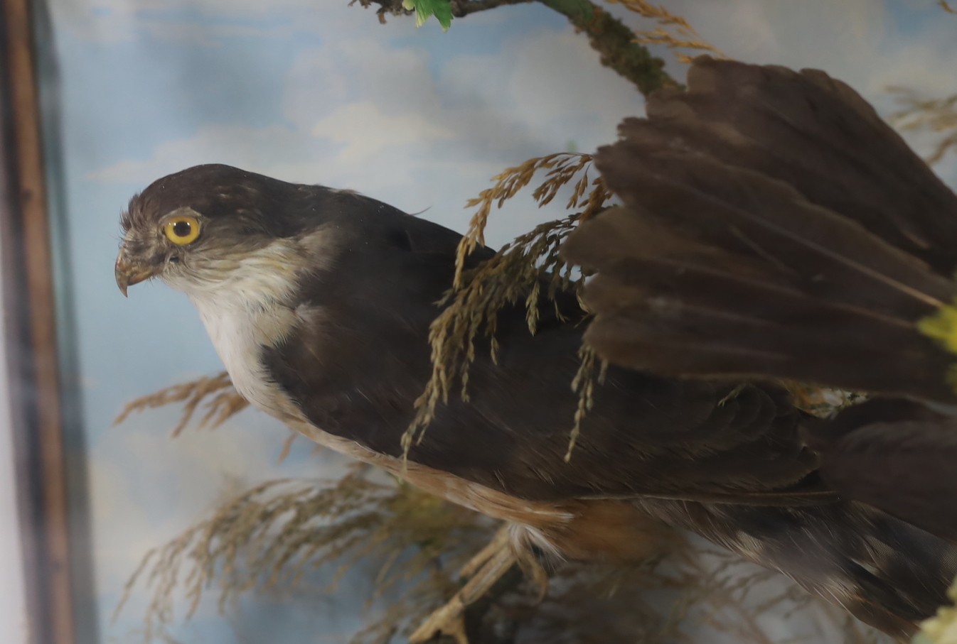 A Victorian taxidermic display of exotic and other birds, 92cm wide, 30cm deep, 70cm high